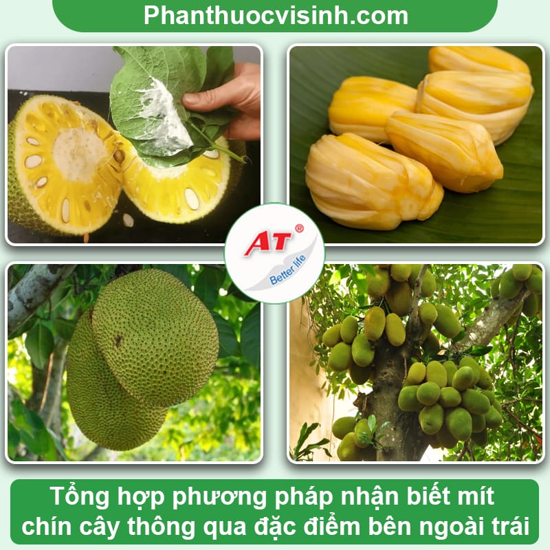 Cách Nhận Biết Mít Thái Chín Gallery 2