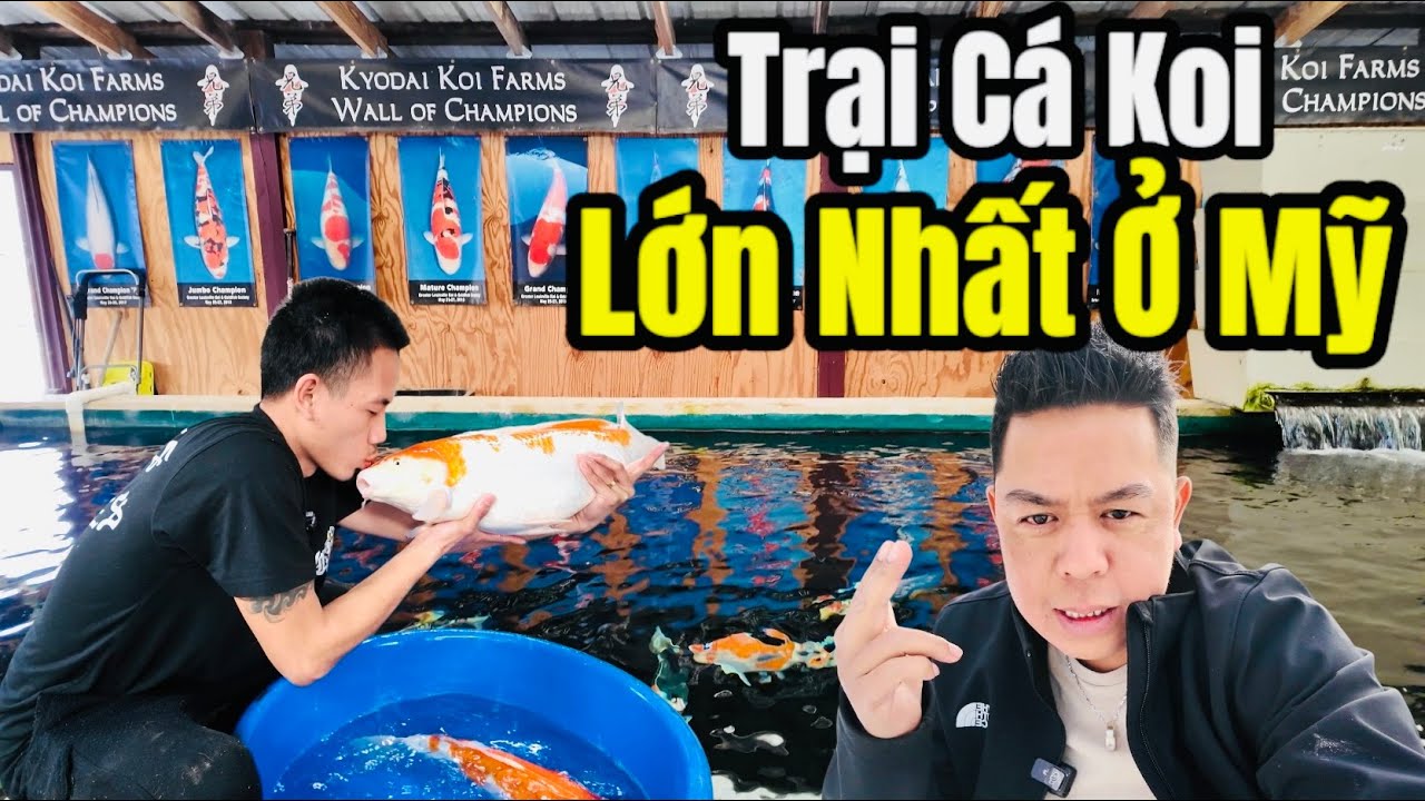 Koi Phan Văn Trị Gallery 2