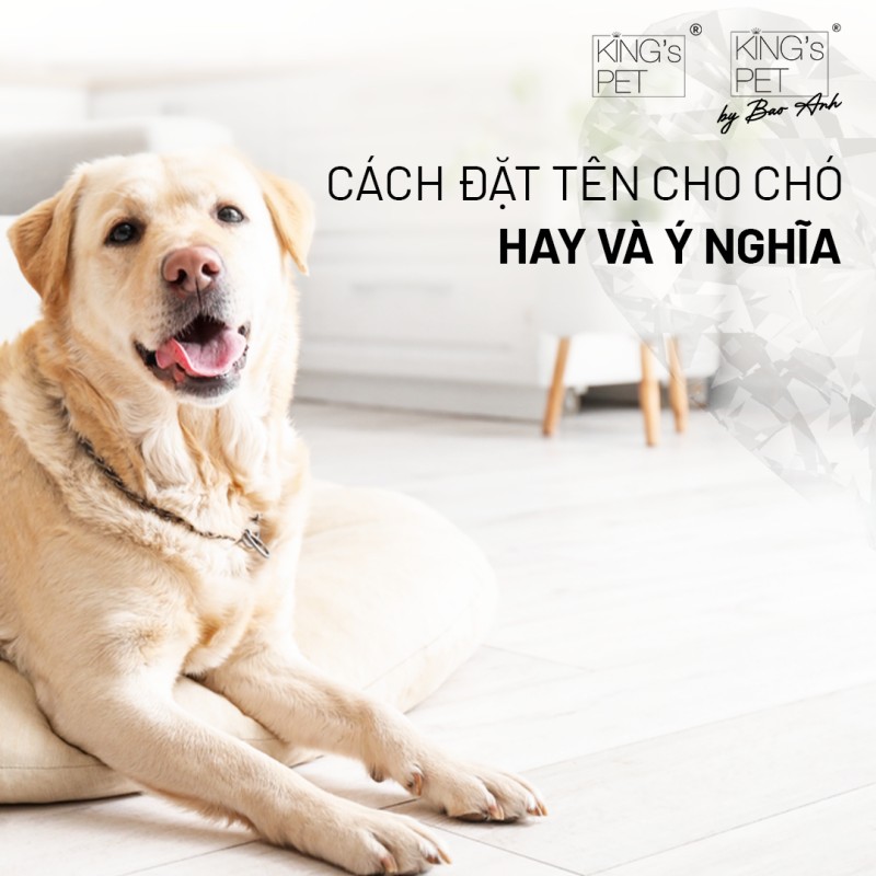 Cách đặt tên cho chó hay và ý nghĩa Gallery 2