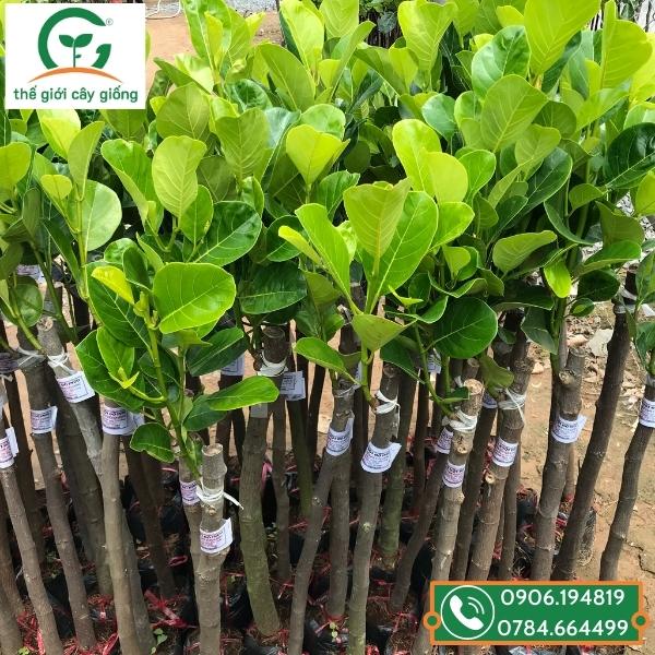 Cây Giống Mít Ruột Đỏ: Nguồn Cung Cấp Và Hướng Dẫn Trồng Trọt Gallery 2