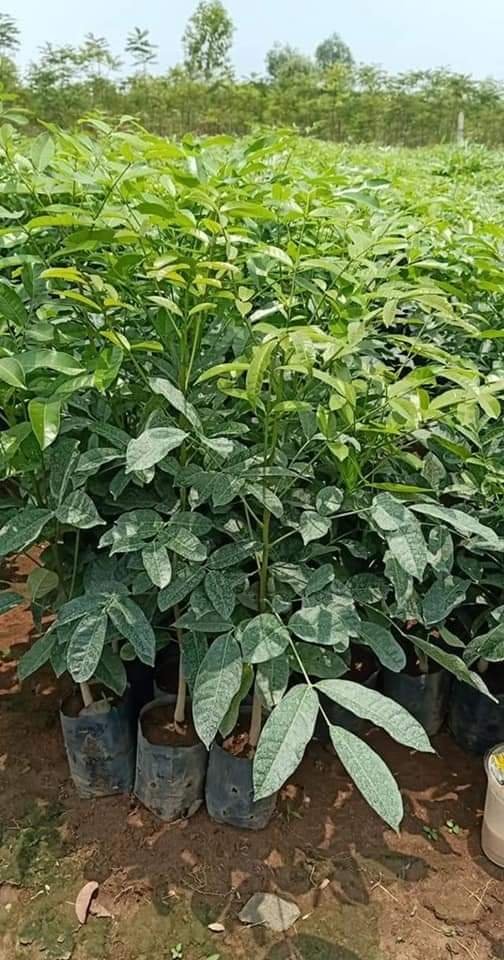 Cây Xà Cừ Giống: Nguồn cung cấp, giá cả và cách trồng Gallery 1