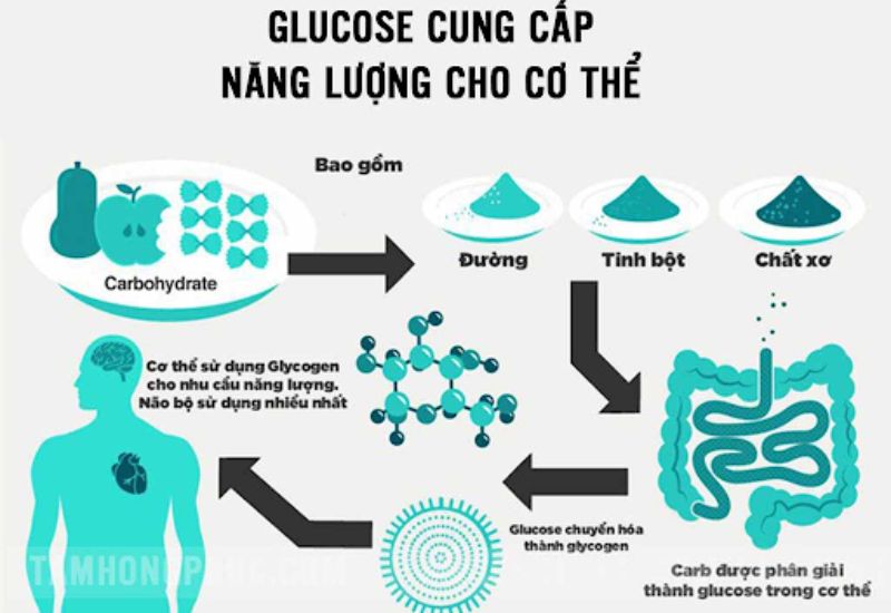 Glucose là đường gì? Gallery 2