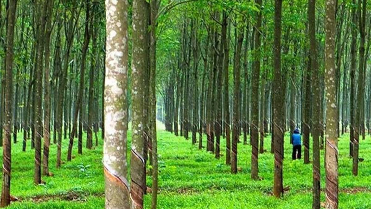 Cây Công Nghiệp Ở Nước Ta Có Nguồn Gốc Chủ Yếu Là Gì? Gallery 1