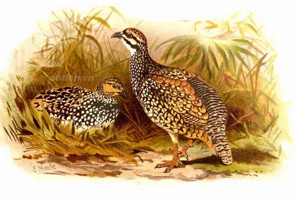 Sự Tích Chim Đa Đa: Tình Yêu Chung Thủy Và Sự Hi Sinh Cao Cả Gallery 1