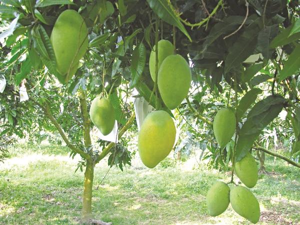 Nguồn gốc của cây xoài
