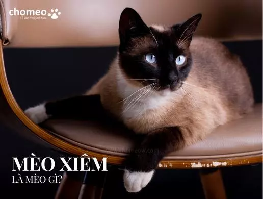 Chị Mèo Xi Măng: Nguồn Gốc, Ý Nghĩa và Sự Phổ Biến Gallery 1