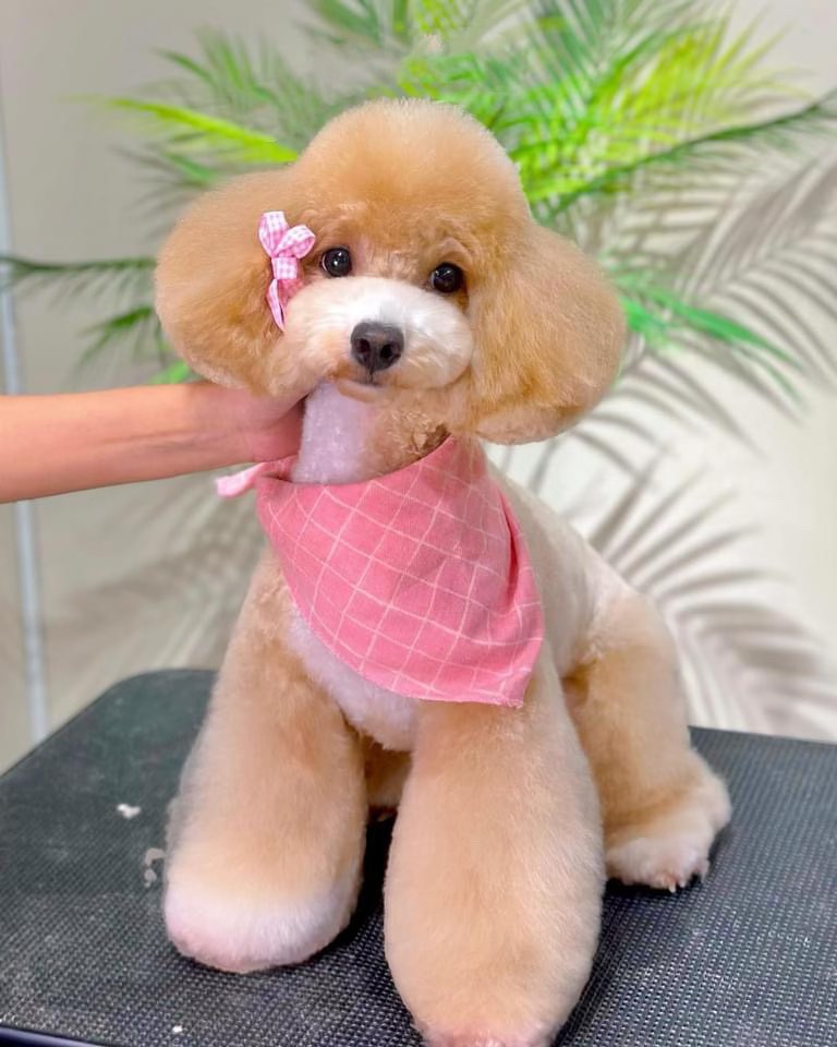 Chó Poodle Mũi Hồng: Đặc Điểm, Nguồn Gốc và Cách Chăm Sóc Gallery 2
