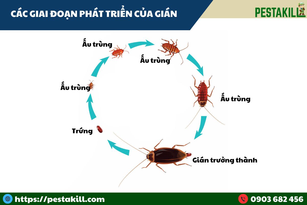 Sự tích con gián: Nguồn gốc và những câu chuyện ly kỳ Gallery 1