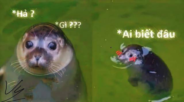 Ai mà biết được meme? Gallery 1