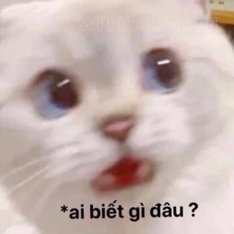 Biết Gì Đâu Meme Gallery 1