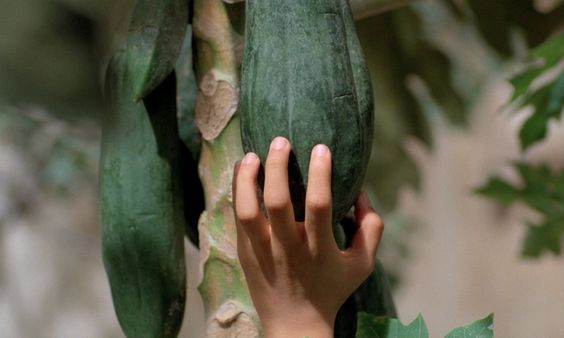 Mùi Đu Đủ Xanh: Hương Vị Đặc Trưng Và Những Điều Bạn Cần Biết Gallery 1
