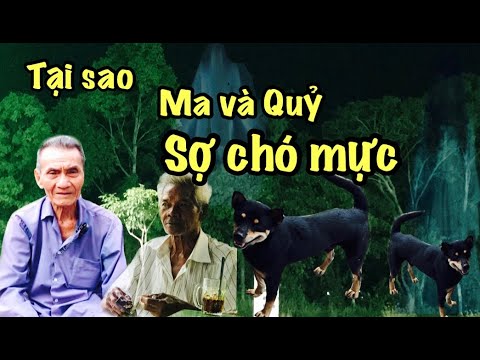Tại sao ma lại sợ chó mực? Gallery 1