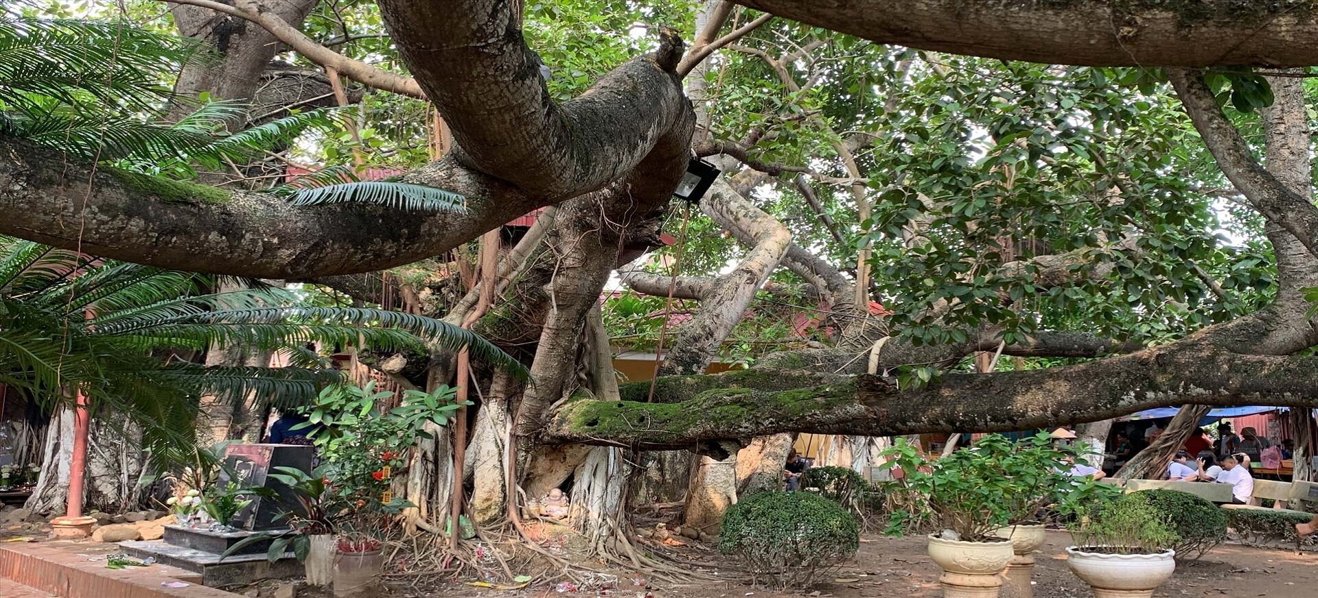 Sự Tích Cây Đa: Bí Ẩn Và Ý Nghĩa Từ Truyền Thuyết Gallery 1
