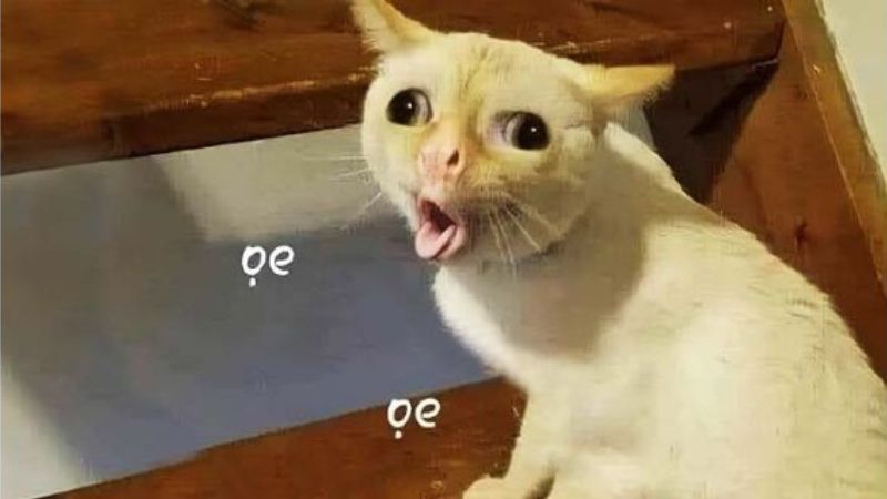Meme Mèo Chê: Nguồn Gốc, Ý Nghĩa và Cách Sử Dụng Gallery 1