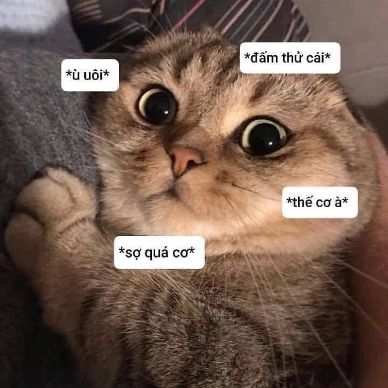 Meme Mèo Sợ: Nguồn Gốc, Ý Nghĩa Và Những Hình Ảnh Hài Hước Gallery 1