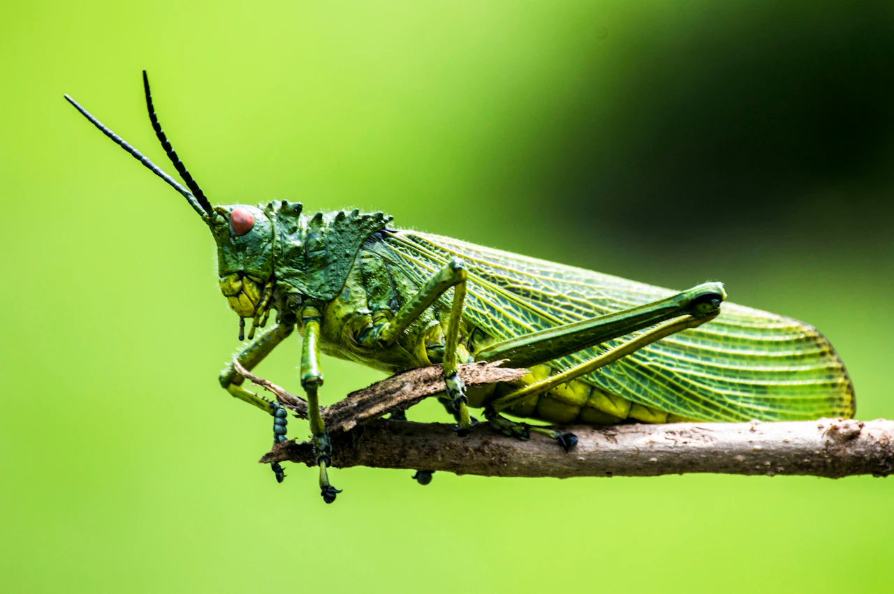 Bug Bug Là Gì? Gallery 1