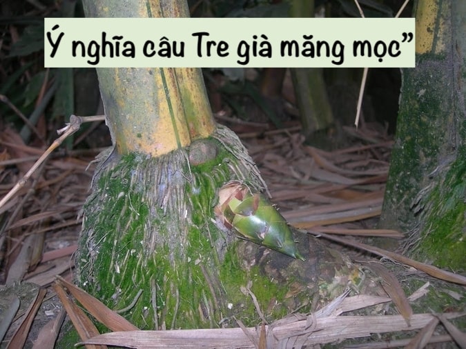 Tre già măng mọc là gì? Gallery 2