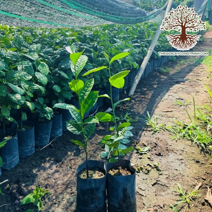 Cây Chè Xanh Giống: Nguồn Gốc, Đặc Điểm Và Cách Trồng Gallery 1