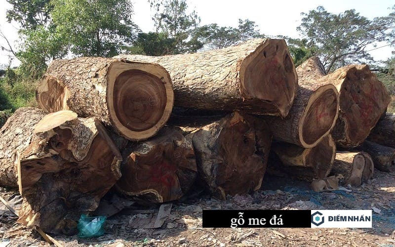 Gò Me: Nguồn Gốc, Đặc Điểm, Công Dụng Và Cách Trồng Trọt Gallery 1