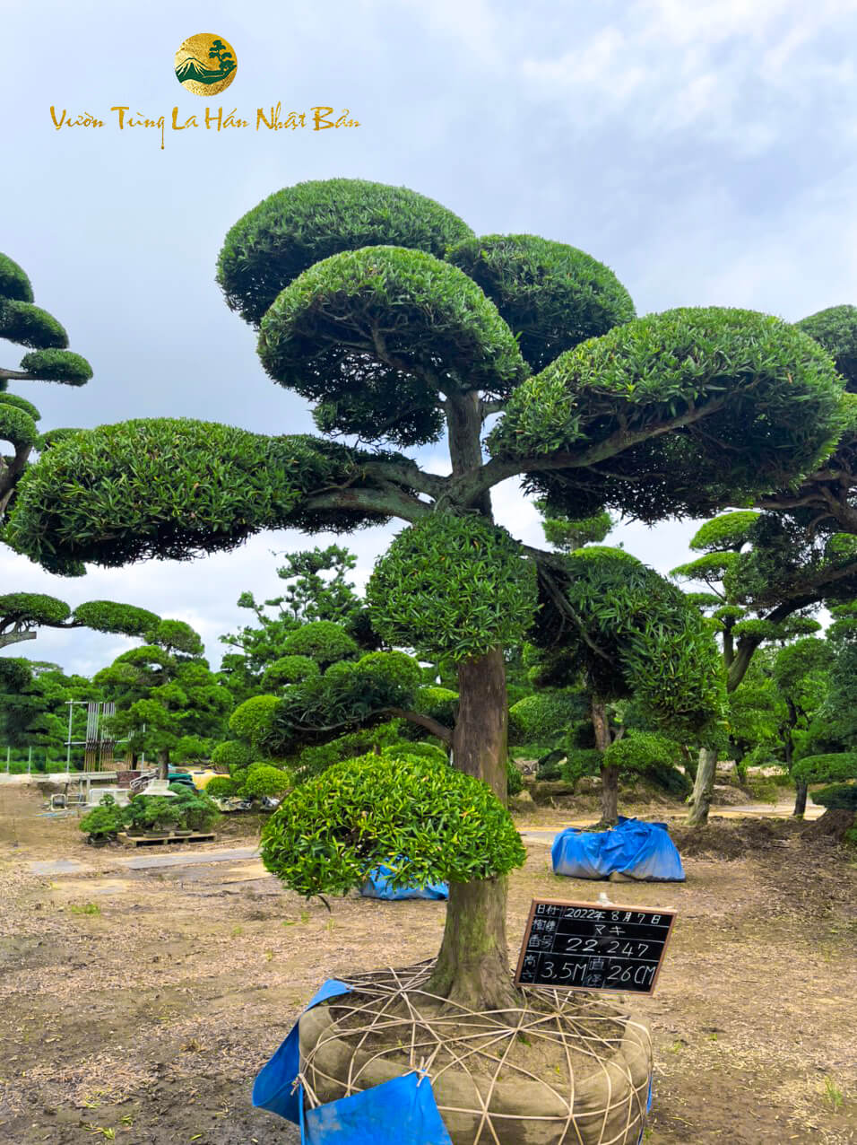 Cây Giống Tùng La Hán Nhật Bản Gallery 1
