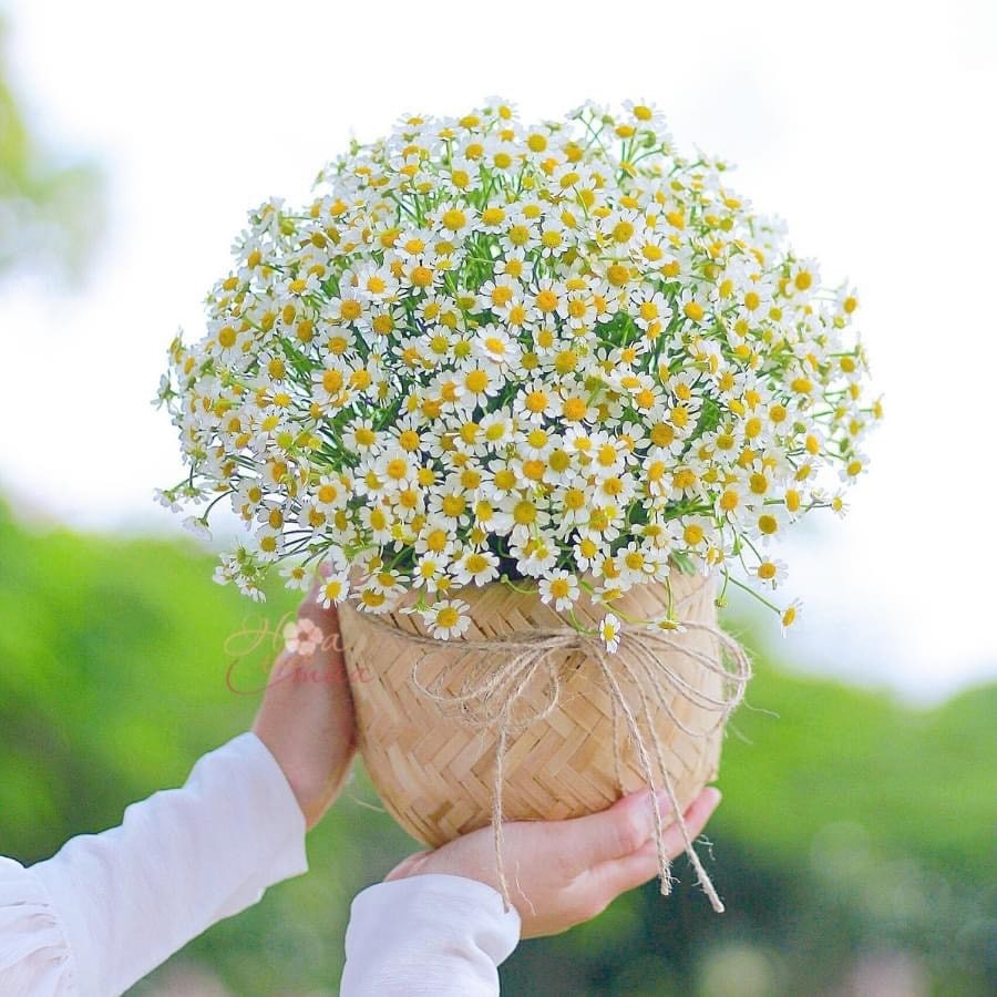 Hoa Cúc Họa Mi Vàng Gallery 1
