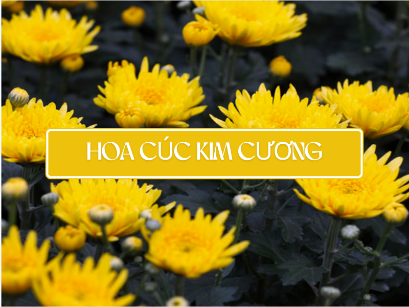 Hoa Cúc Kim Cương Gallery 1