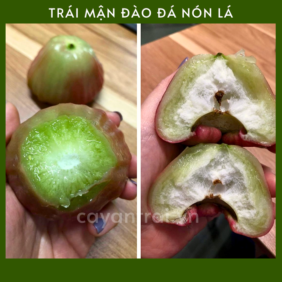 Mận Hồng Đào Đá Xưa Gallery 1