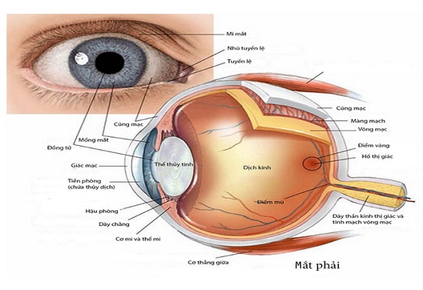 Mắt Mật: Nguồn gốc, ý nghĩa và ứng dụng Gallery 1