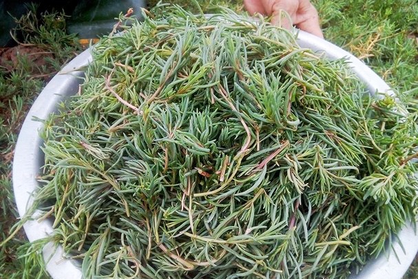 Rau Nhót Nghệ An: Đặc Sản Xứ Nghệ Gallery 1
