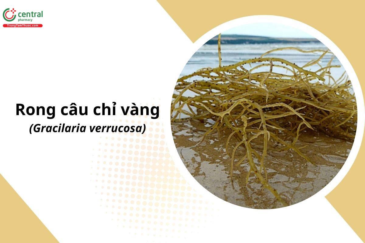 Rong Câu Chỉ Vàng: Nguồn Gốc, Tác Dụng Và Cách Sử Dụng Gallery 1