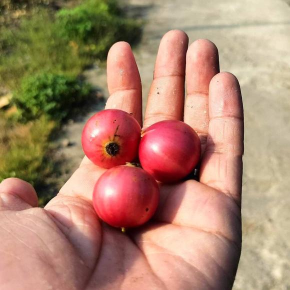 Trái Lăng Quăng: Nguồn Gốc, Đặc Điểm Và Công Dụng