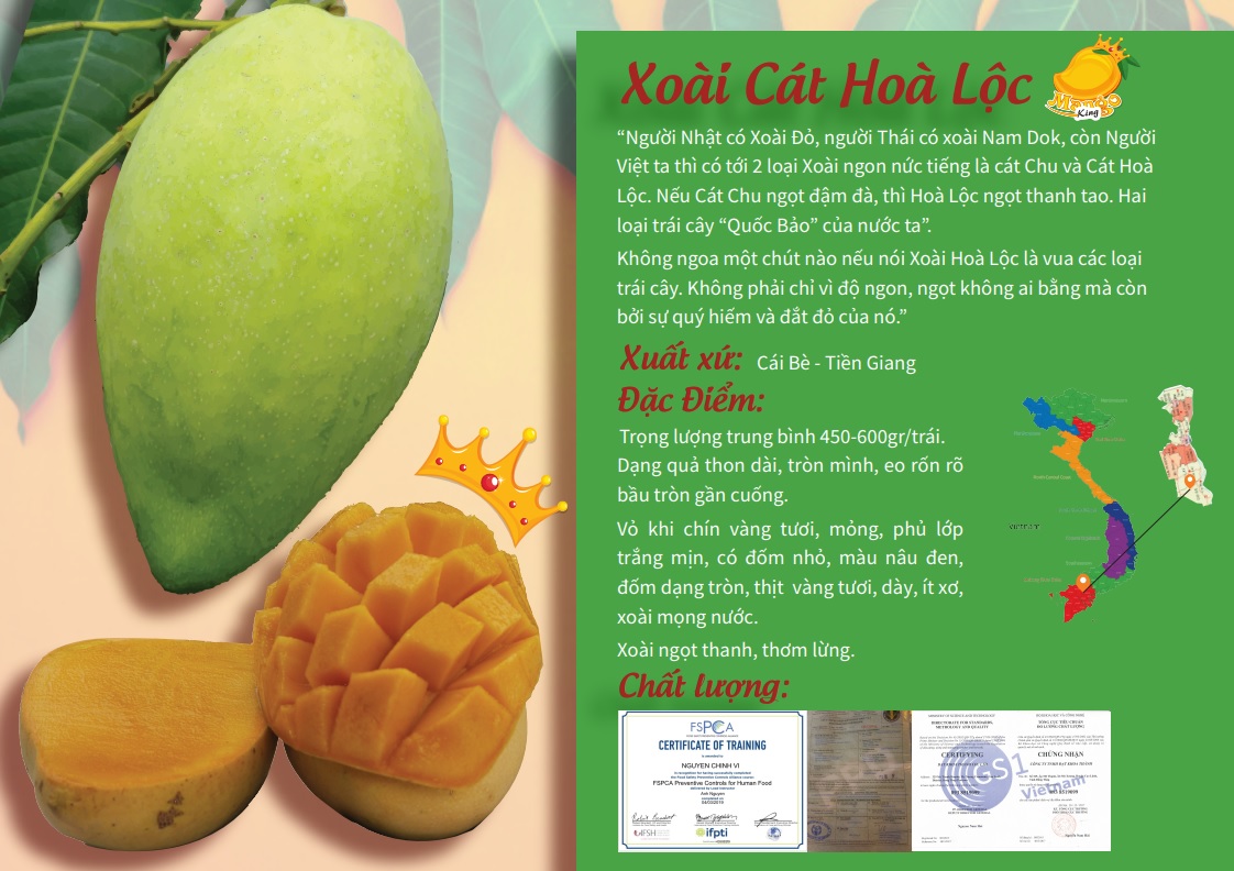 Cây Giống Xoài Cát Hòa Lộc: Nguồn Gốc, Đặc Điểm Và Cách Trồng Gallery 1