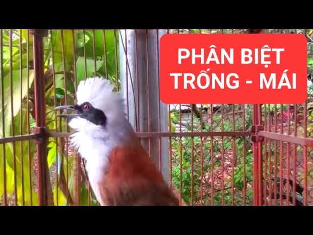 Bồ Chao Bạc Má Gallery 1