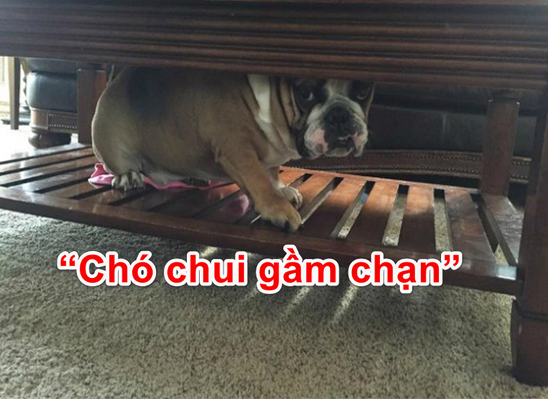 Chạn Vương Là Gì? Gallery 1