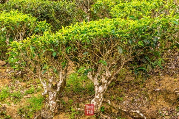 Chè xanh là gì? Gallery 1