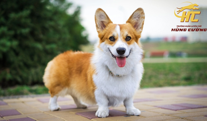 Chó Corgi Chân Ngắn: Nguồn Gốc, Tính Cách & Cách Chăm Sóc Gallery 1