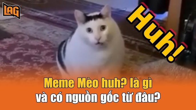 Mèo Meme: Nguồn Gốc, Loại Hình và Sự Phổ Biến Gallery 1