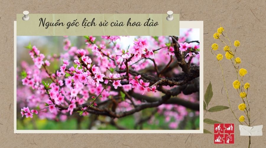 Thỏ Hoa Đào: Nguồn Gốc, Ý Nghĩa và Cách Chăm Sóc Gallery 1