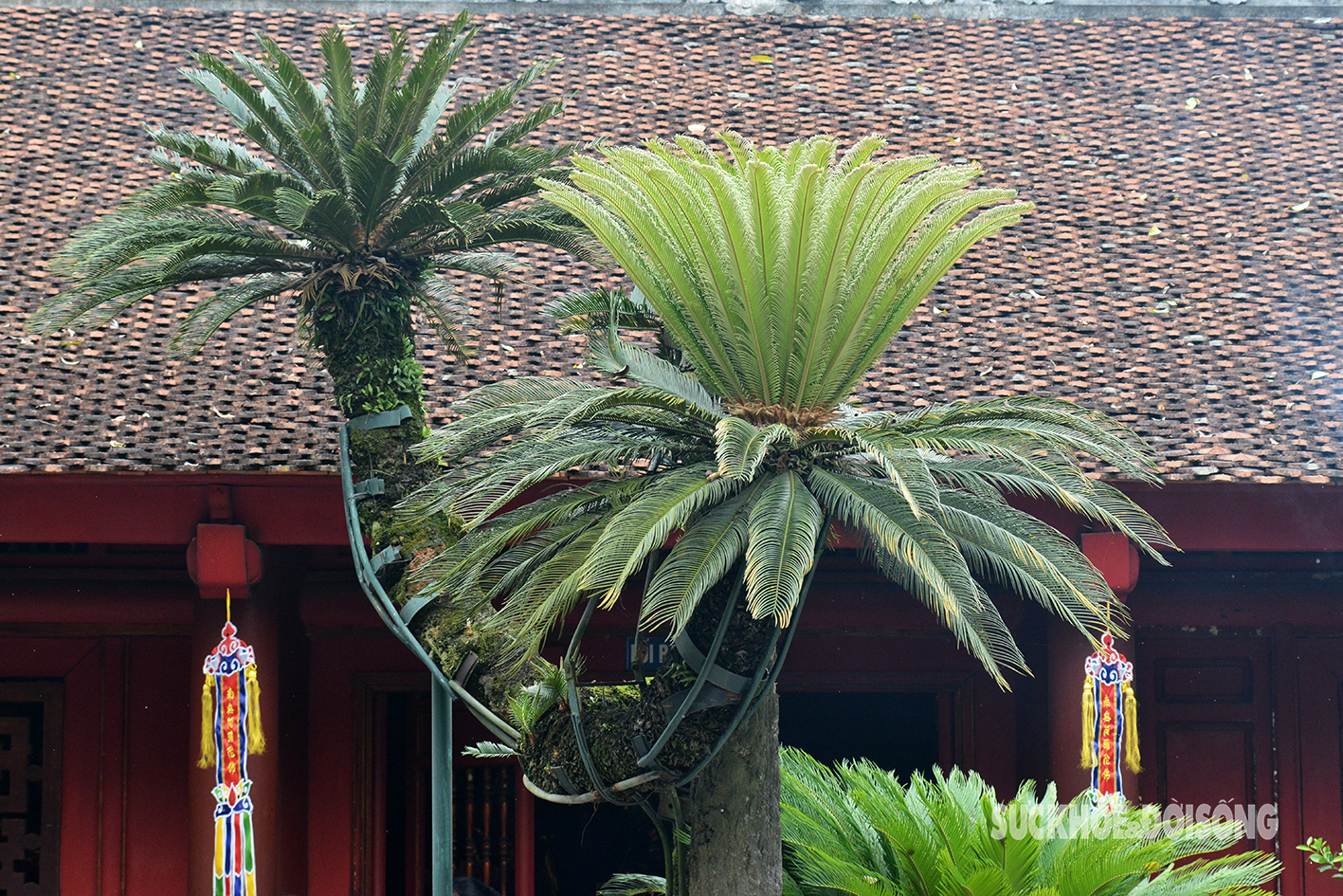 Vạn Tuế Là Gì? Gallery 1