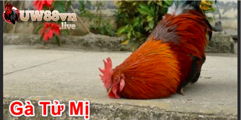 Gà Tử Mị Là Gì? Gallery 1