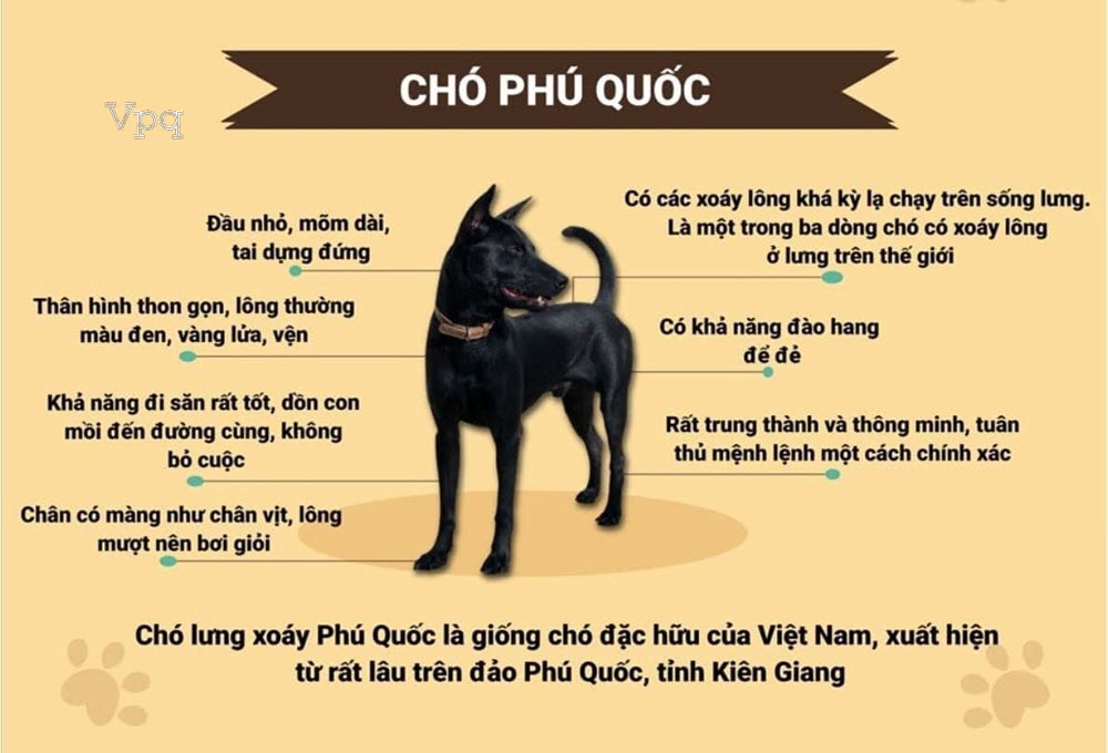 Giới thiệu về Con Chó Gallery 1