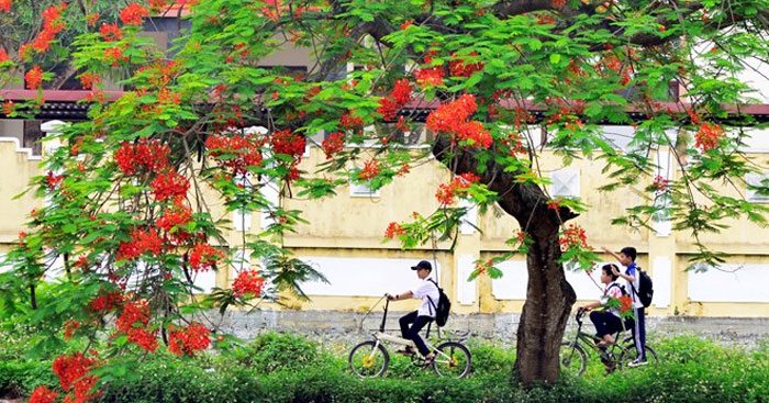 Tả Bao Quát Cây Phượng Gallery 2