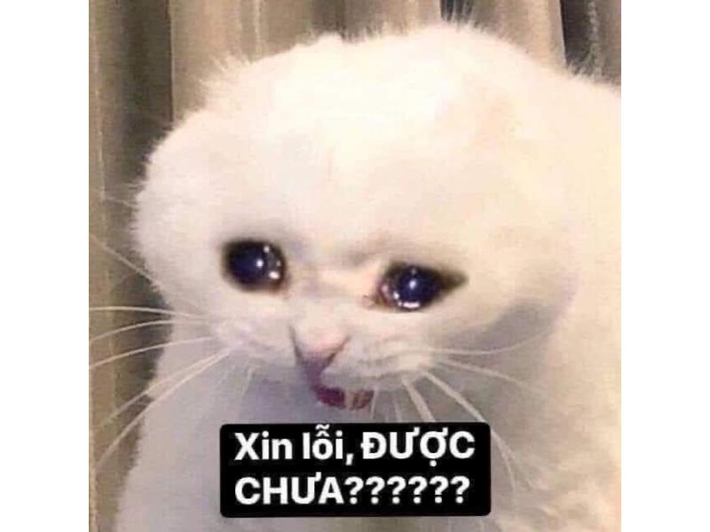Xin lỗi được chưa Meme Gallery 1