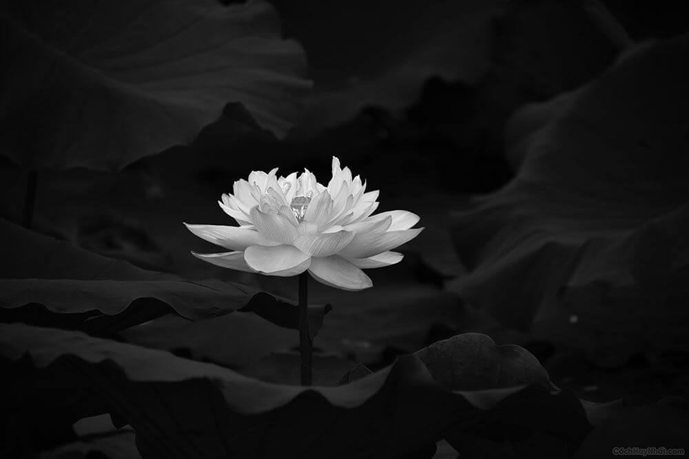 Bông Sen Màu Đen Gallery 1