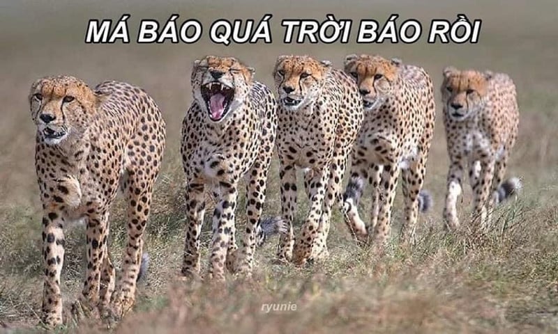 Meme Báo Quá Trời Báo: Giải Mã Hiện Tượng Internet Gallery 1