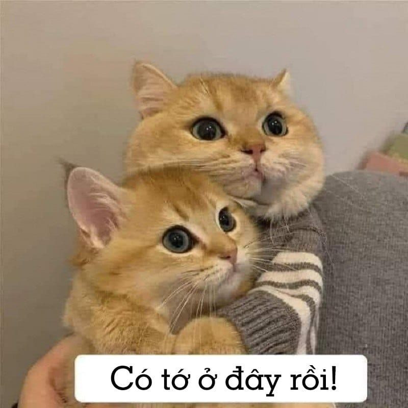 Thương Thương Meme: Nguồn Gốc, Ý Nghĩa và Sự Phát Triển Gallery 1