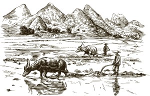 Văn Minh Lúa Nước: Nguồn Gốc, Đặc Điểm và Tầm Quan Trọng Gallery 1