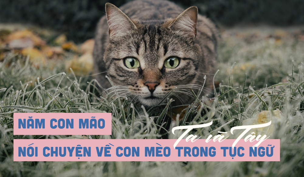 Tắt Đèn Đi Meo Meo Meo Gallery 1