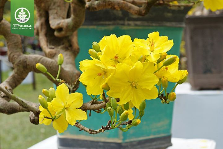 Sự tích hoa mai vàng Gallery 1