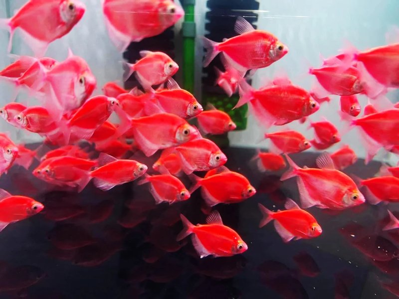 Cám Cánh Buồm Đỏ Gallery 1